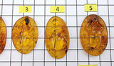 Cognac Amber Carved Scarab Cabochons