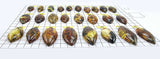 Fossil Amber Marquise Shape Cabochons