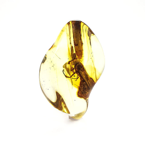 Natural Amber Wave Shape Stone With Insects