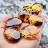 Fossil Amber Round Free Shape Cabochons