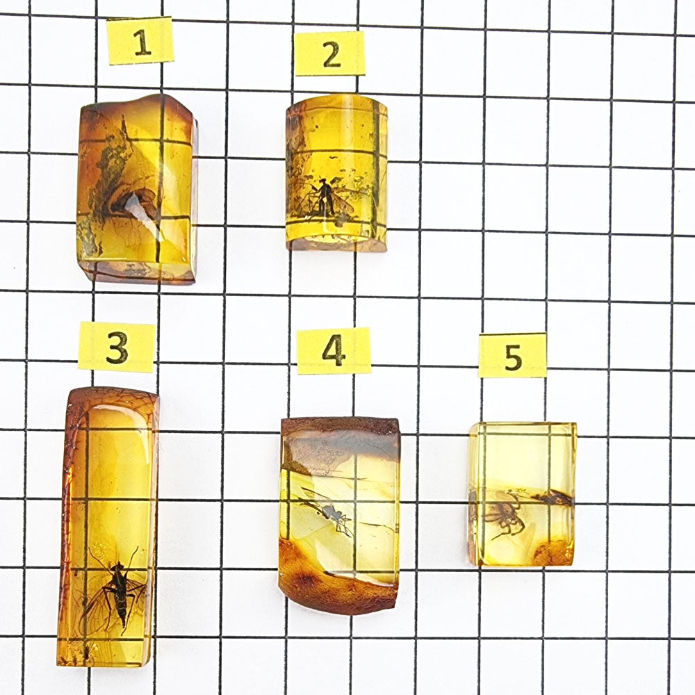 Insect Rectangle Shape Natural Amber Rectangular Shape Cabochons With Insects – Amber Alex Jewelry