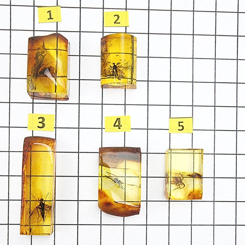 Natural Amber Rectangular Shape Cabochons With Insects