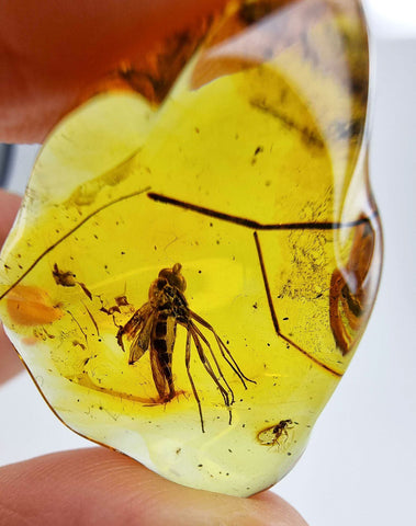 Natural Amber Wave Shape Stone With Insects