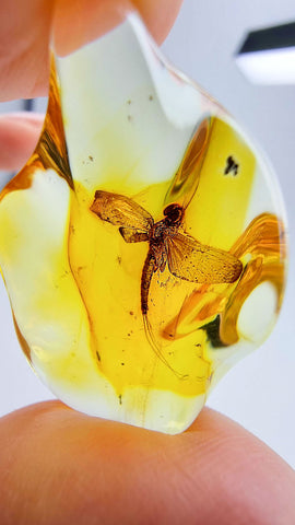 Natural Amber Wave Shape Stone With Insects