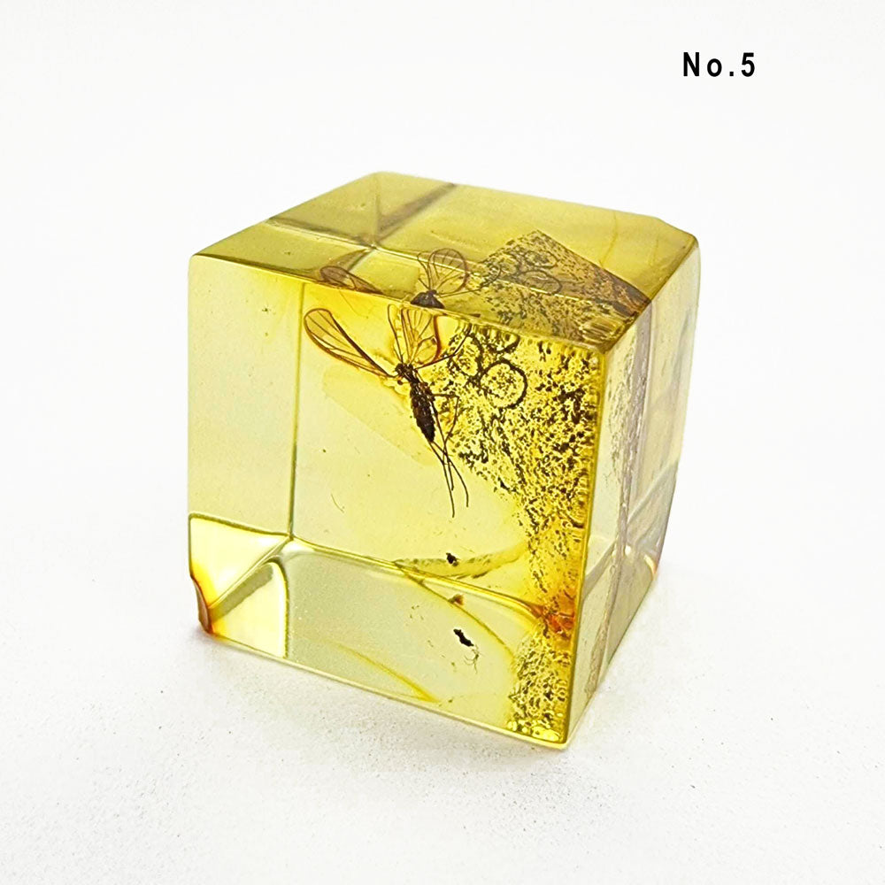 Natural Amber Cube Shape Cabochons With Insects