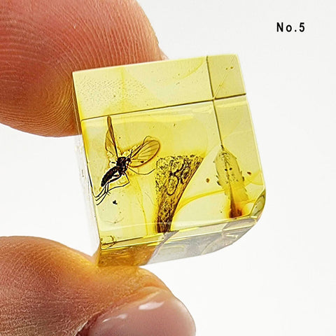 Natural Amber Cube Shape Cabochons With Insects