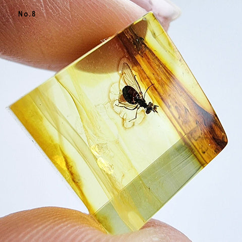 Natural Amber Cube Shape Cabochons With Insects