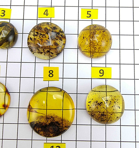 Fossil Amber Round Free Shape Cabochons