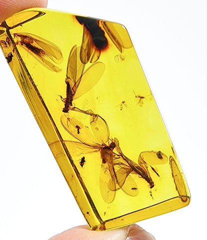 Natural Amber Rectangular Shape Stone With Insects