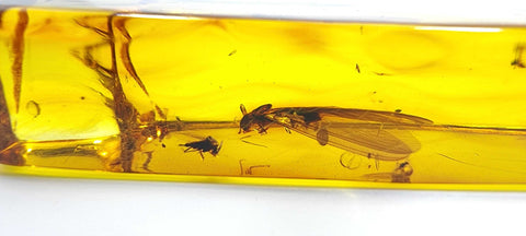 Natural Amber Rectangular Shape Stone With Insects