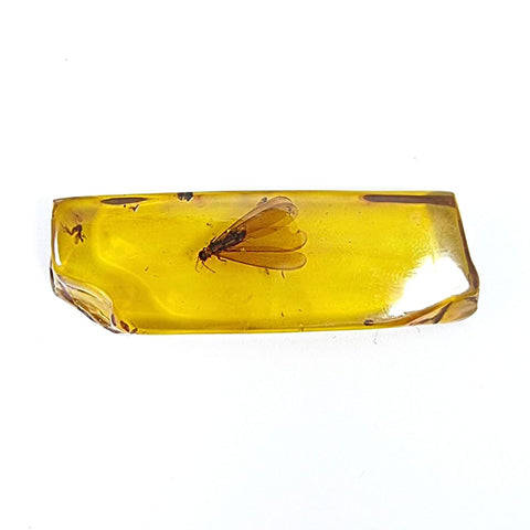 Natural Amber Rectangular Shape Stone With Insects