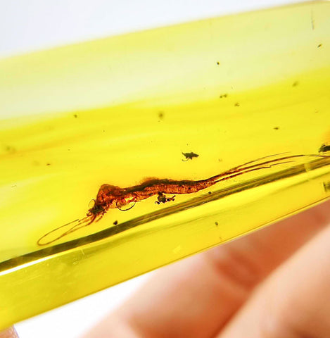 Natural Amber Rectangular Shape Stone With Insects