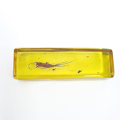 Natural Amber Rectangular Shape Stone With Insects