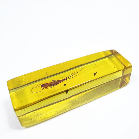 Natural Amber Rectangular Shape Stone With Insects