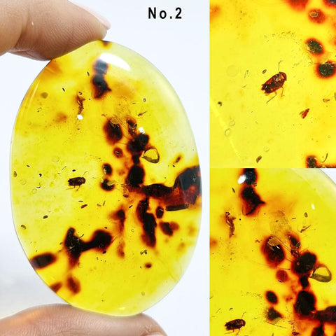 Natural Amber Free Shape Cabochons With Insects