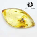 Marquise Shape Lemon Color Cabochon With Insects