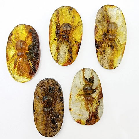 Fossil Amber Carved Spider Cabochons