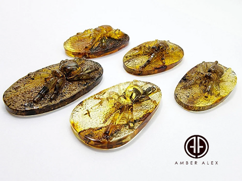 Fossil Amber Carved Spider Cabochons