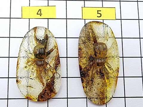 Fossil Amber Carved Spider Cabochons