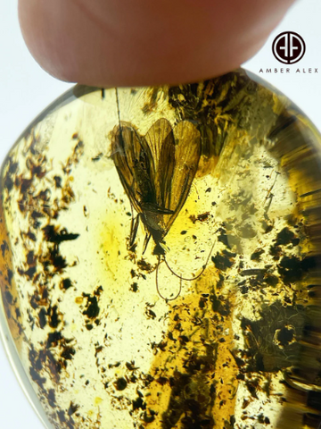 Fossil Amber Drop Shape Stone With Insects