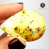 Natural Amber Drop Shape Cabochons With Insects