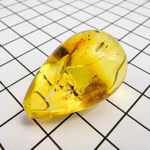 Natural Amber Drop Shape Stone With Insects