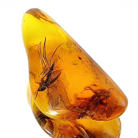 Cognac Amber Tumbled Stone With Insects