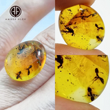 Lemon Color Free Shape Cabochon With Insects