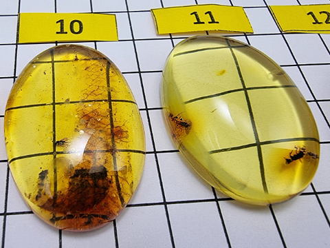 Fossil Amber Free Shape Cabochon With Insects