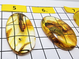 Fossil Amber Free Shape Cabochon With Insects