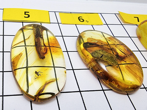 Fossil Amber Free Shape Cabochon With Insects