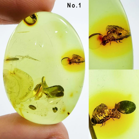 Green Amber Free Shape Cabochons With Insects