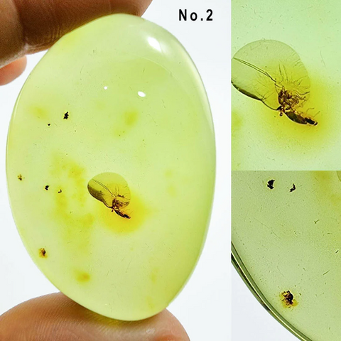 Green Amber Free Shape Cabochons With Insects