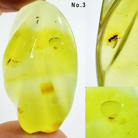 Green Amber Free Shape Cabochons With Insects