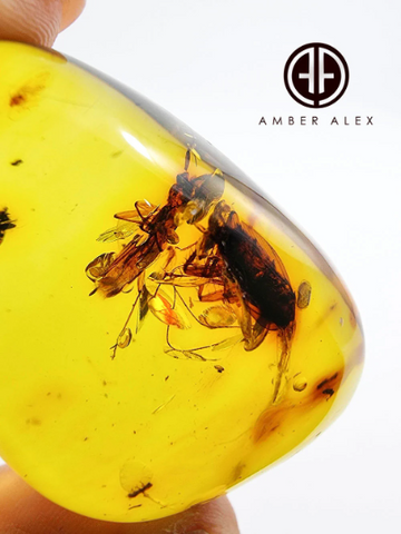 Natural Amber Free Shape Stone With Insects