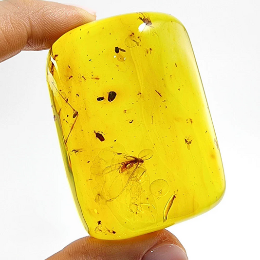 Amber with Insects – Amber Alex Jewelry
