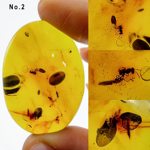 Green Amber Free Shape Cabochons With Insects