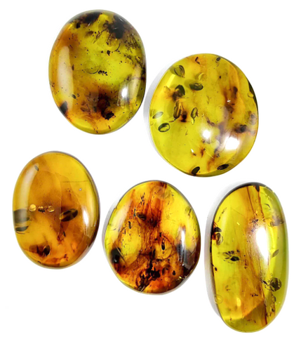 Green Amber Free Shape Cabochons With Insects