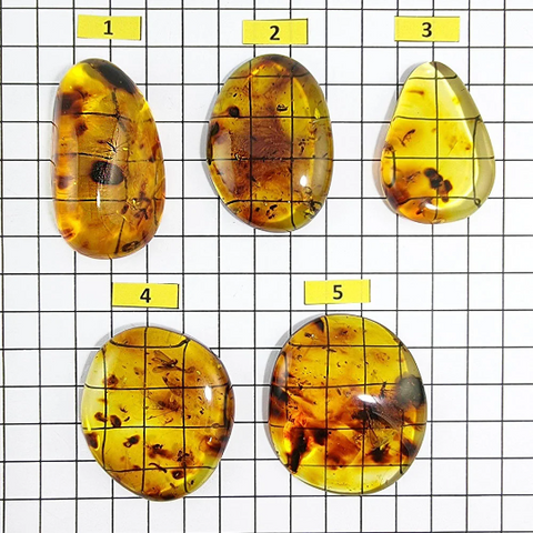 Natural Amber Free Shape Cabochons With Insects