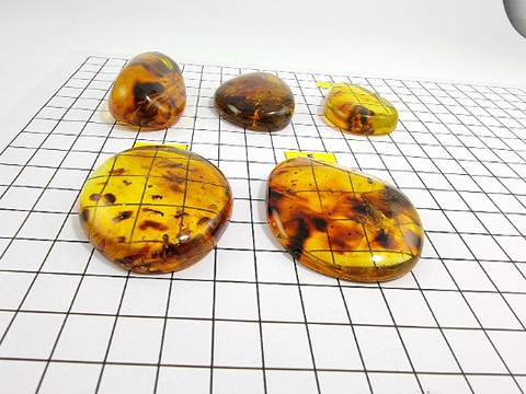 Natural Amber Free Shape Cabochons With Insects