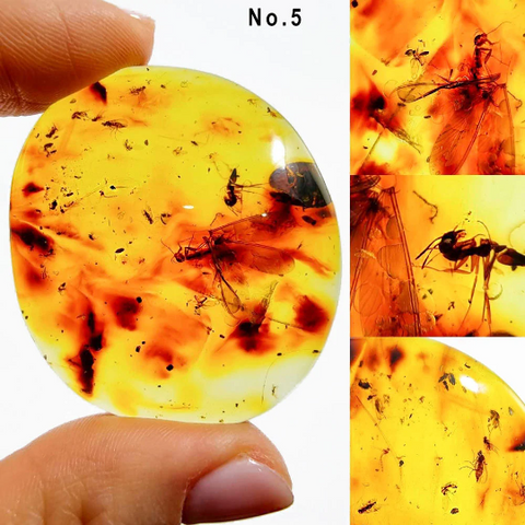 Natural Amber Free Shape Cabochons With Insects