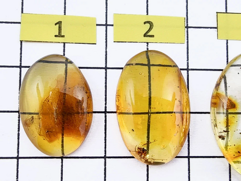 Baltic Amber Free Shape Cabochon With Insects