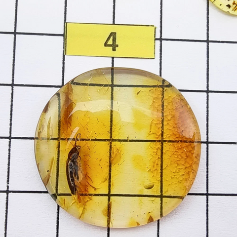 Baltic Amber Free Shape Cabochon With Insects