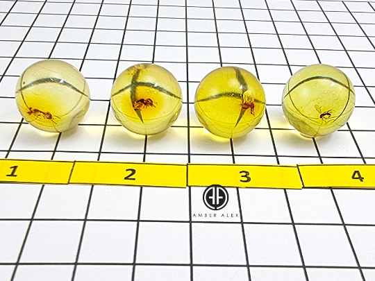 Natural Amber Ball Shape Stone With Insects